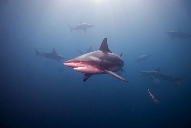 blacktip-2