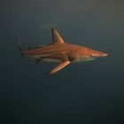 blacktip