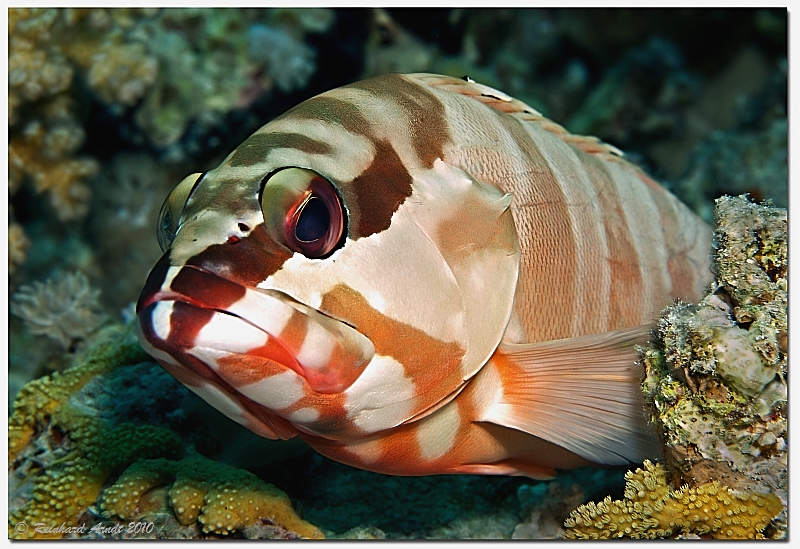 blacktip grouper