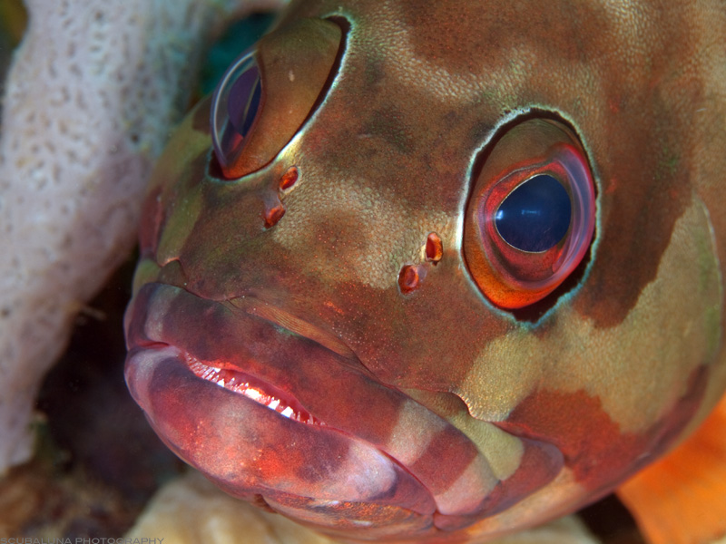 Blacktip Grouper (Epinephelus fasciatus)