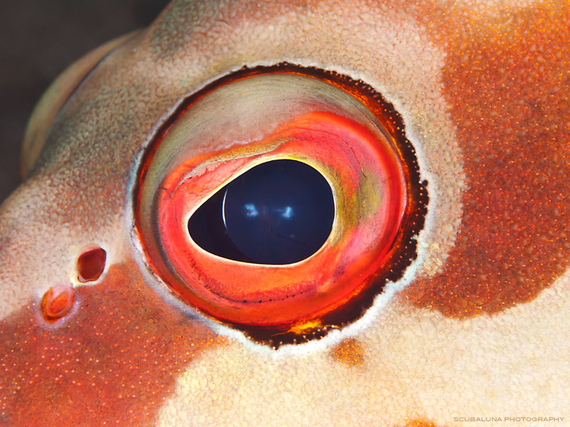 Blacktip Grouper Eye