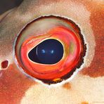 Blacktip Grouper Eye