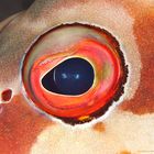 Blacktip Grouper Eye