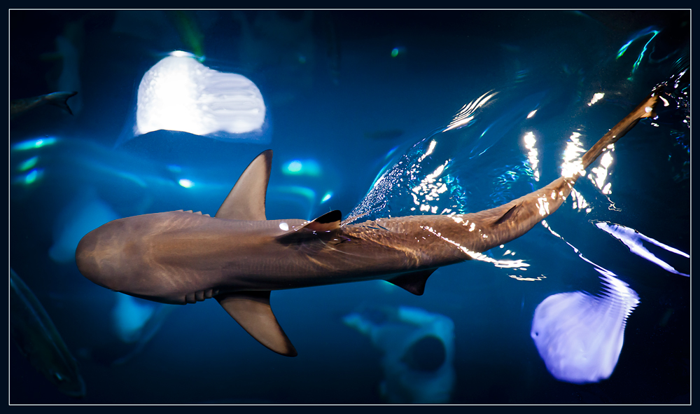 blacktip reef shark (carcharhinus melanopterus) @dubai aquarium