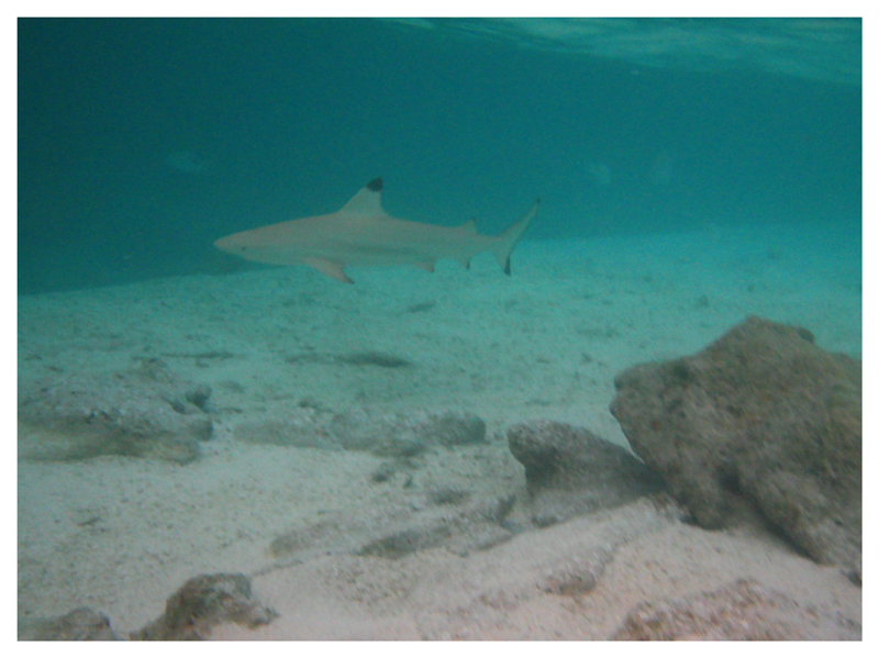 Blacktip Reefshark