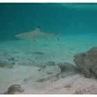 Blacktip Reefshark