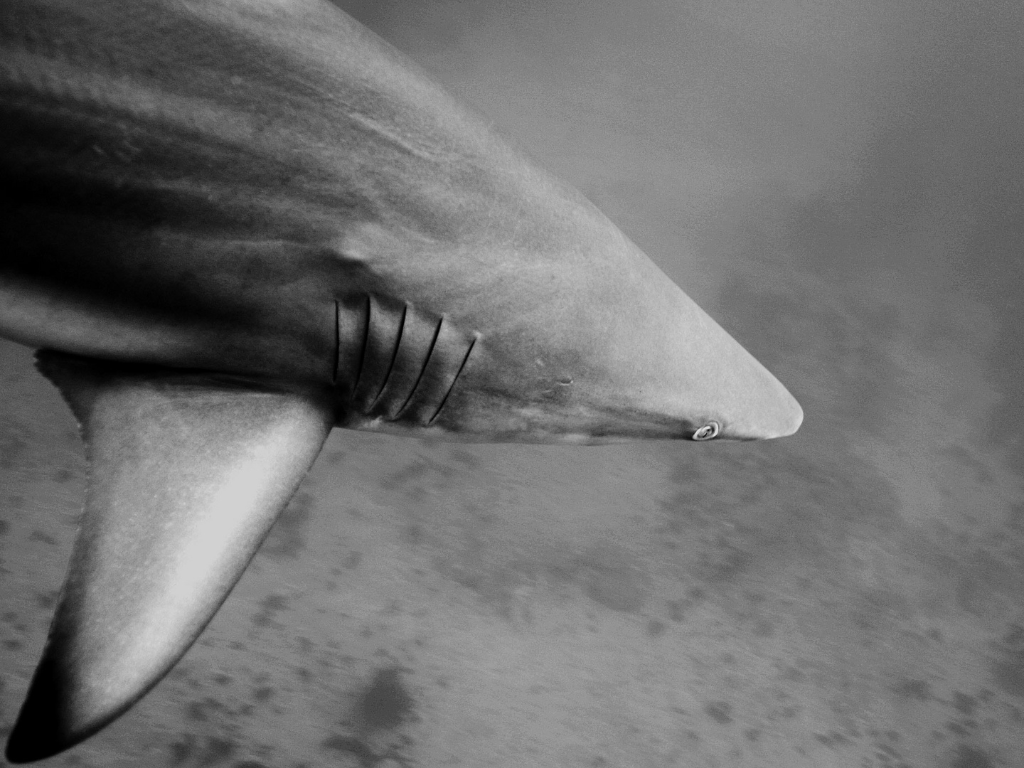 Blacktip shark