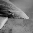 Blacktip shark