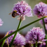 BlackWeed