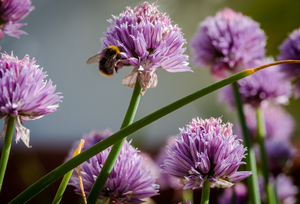 BlackWeed