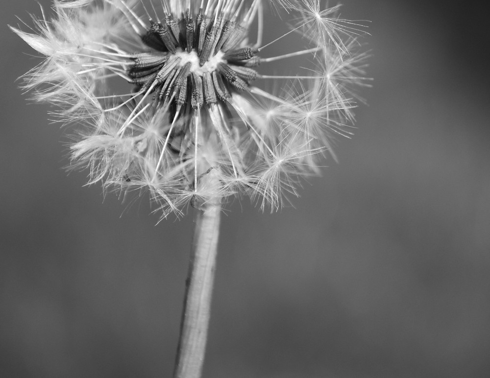 Black&White Blowball