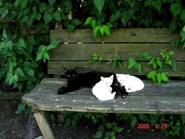 black@white cats