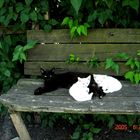 black@white cats