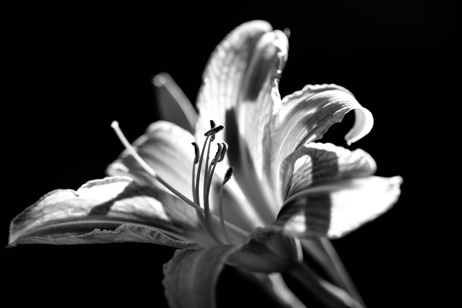 Black&White Flower