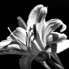 Black&White Flower