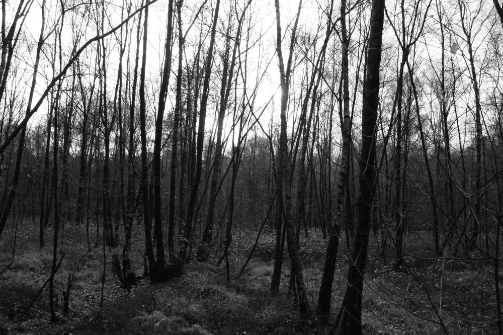 Black&White Forest