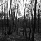 Black&White Forest