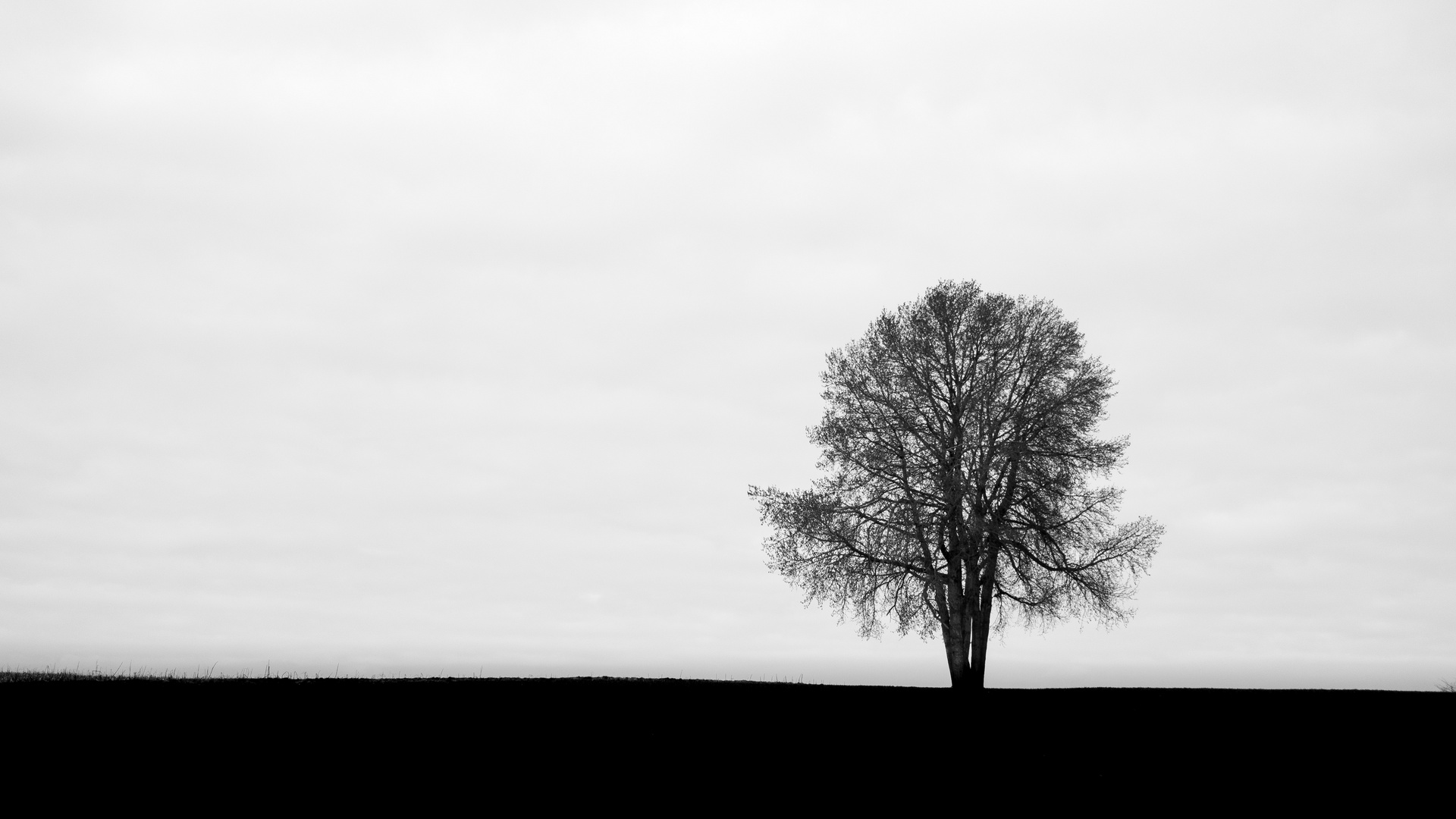 Black.White.Tree