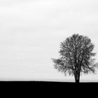 Black.White.Tree