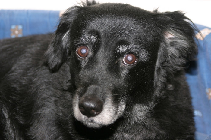 Blacky - 12 Jahre