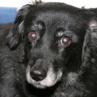 Blacky - 12 Jahre