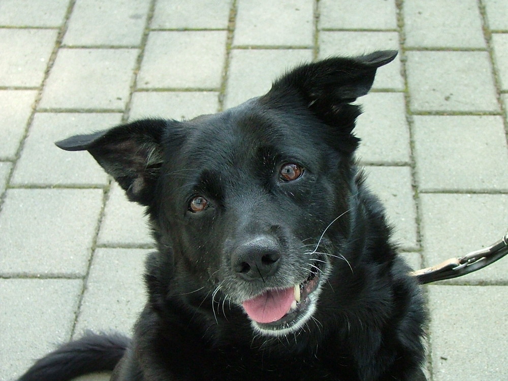 Blacky (1998-2009)