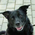 Blacky (1998-2009)