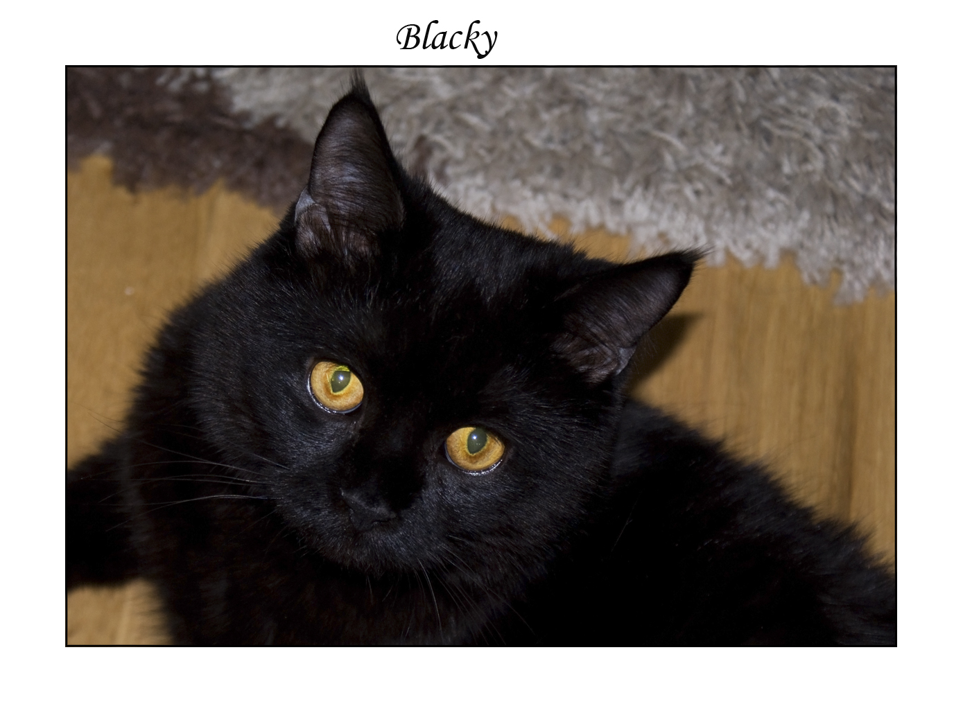 **Blacky**