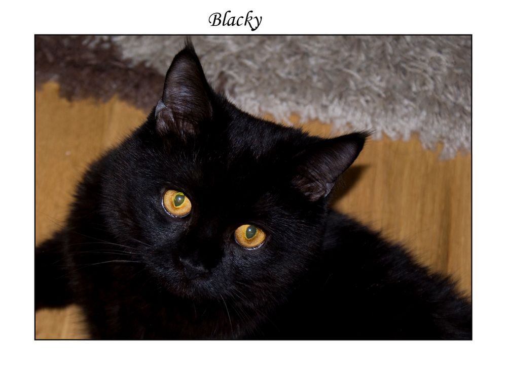 **Blacky**