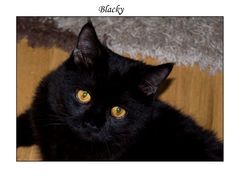 **Blacky**