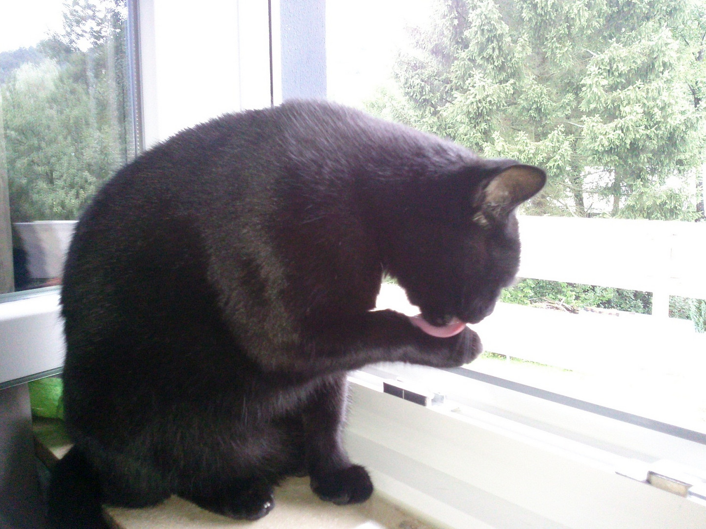 Blacky am Fenster