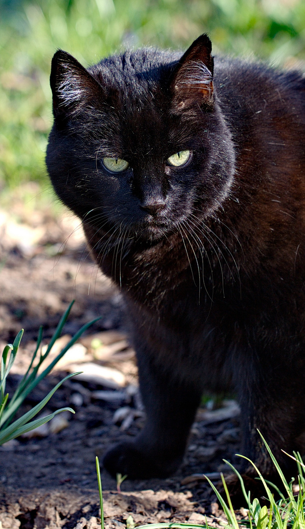 Blacky auf Jagd