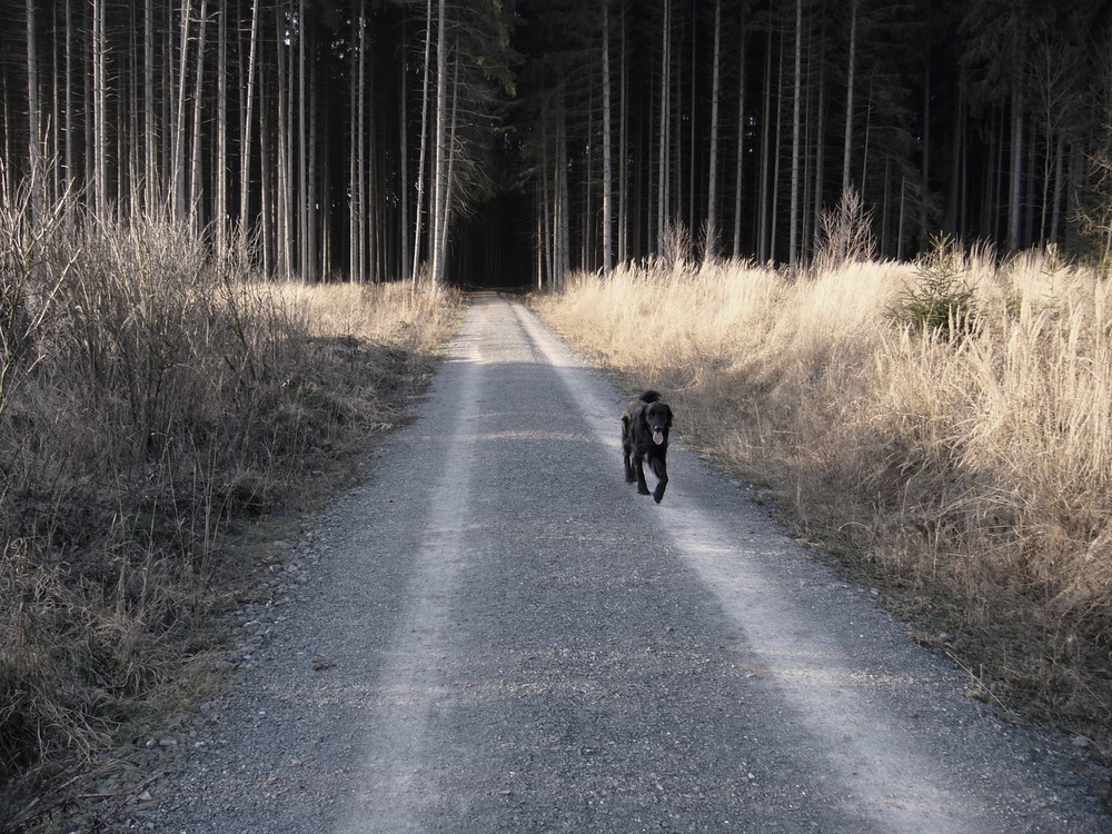 Blacky aus dem "Fürchteforst"