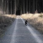 Blacky aus dem "Fürchteforst"