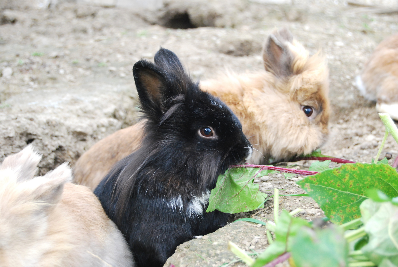 Blacky & Brownie