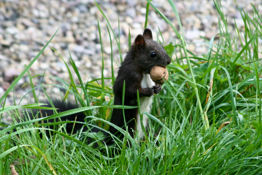 blacky das eichhörnchen