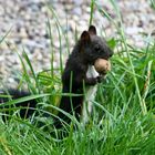 blacky das eichhörnchen