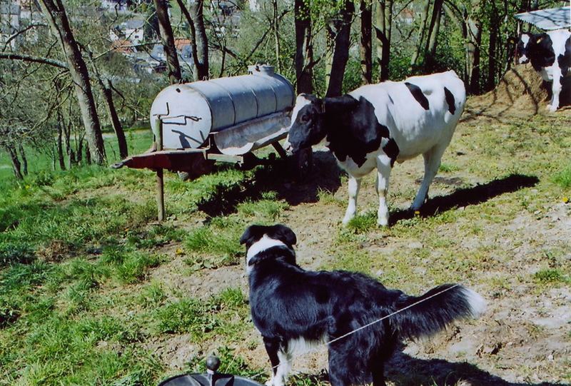 blacky der hütehund