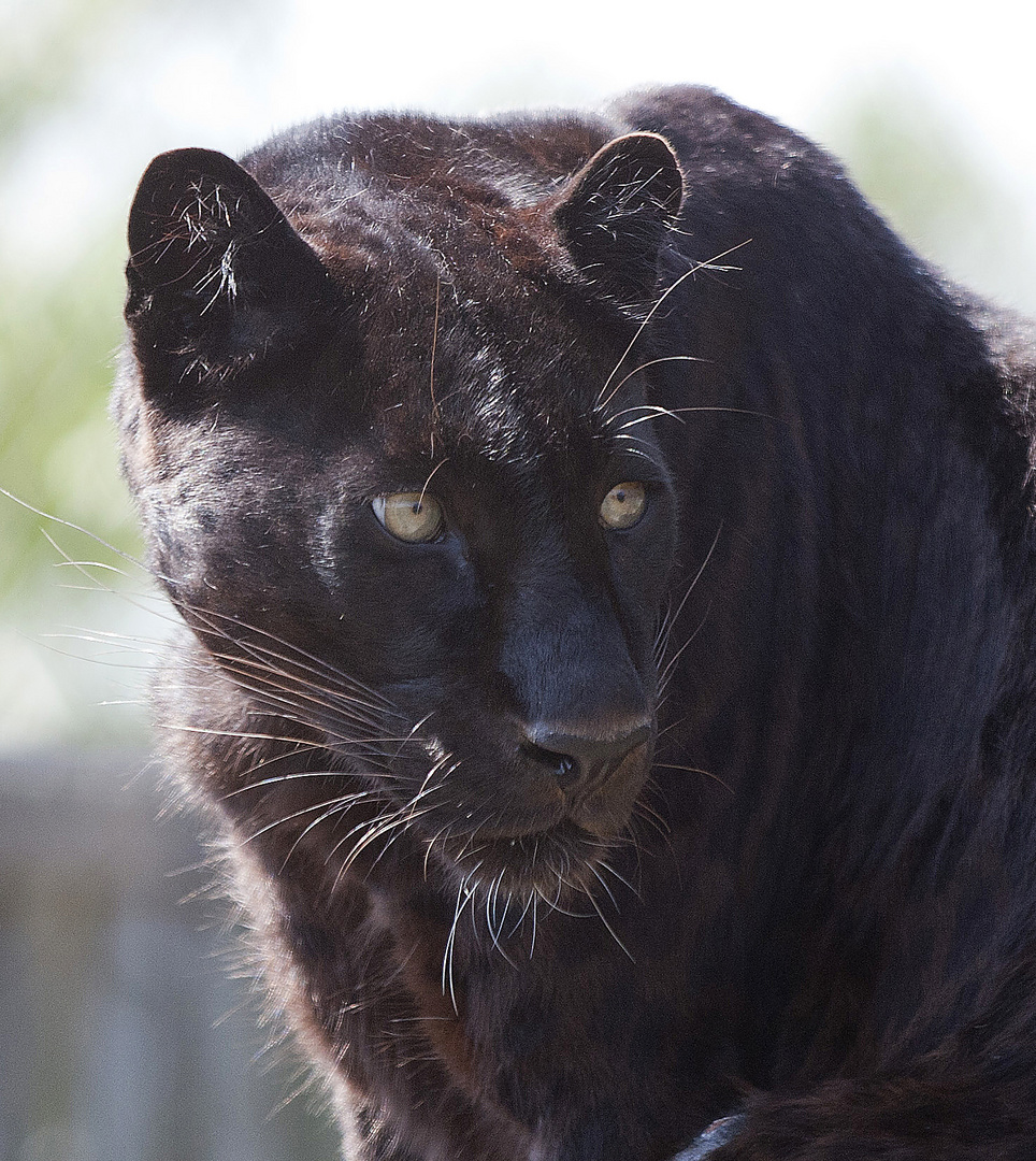 Blacky - der schwarze Panther