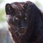 Blacky - der schwarze Panther