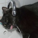 Blacky, die Wasserratte,  ähm Katze