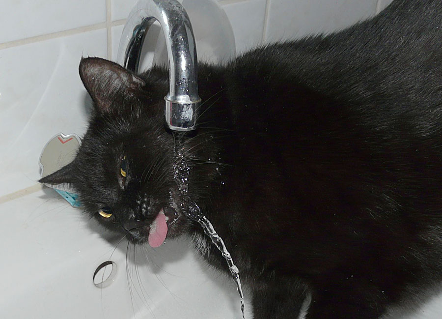 Blacky, die Wasserratte,  ähm Katze