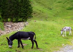 Blacky & Grauy ...