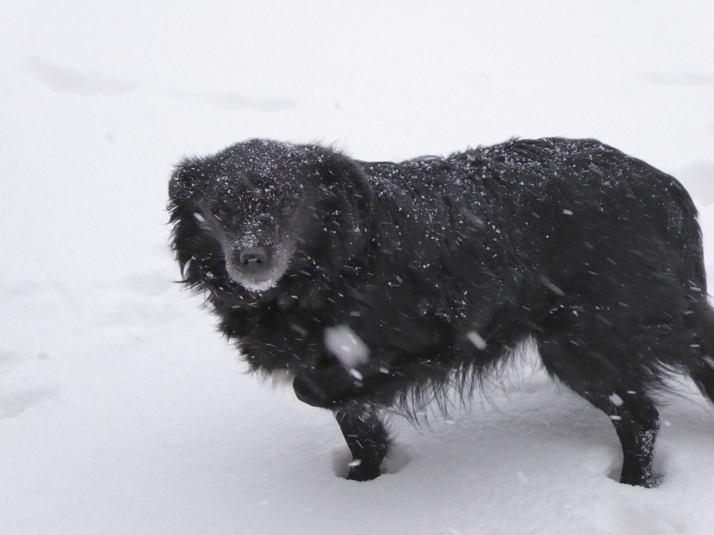 Blacky im Schnee