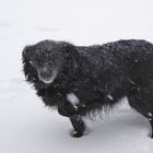 Blacky im Schnee