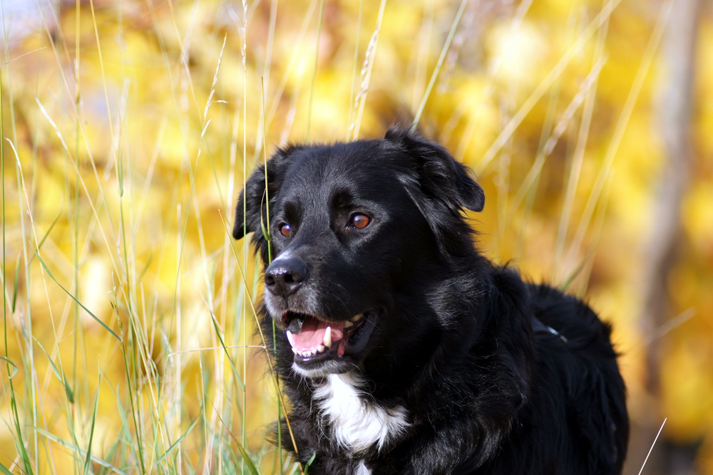 Blacky in den Weinbergen Untertürkheim