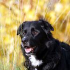 Blacky in den Weinbergen Untertürkheim