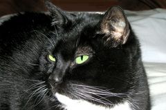 Blacky - kamerascheue Katze