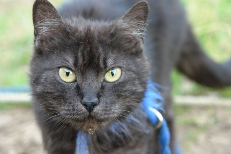 Blacky läuft schon der