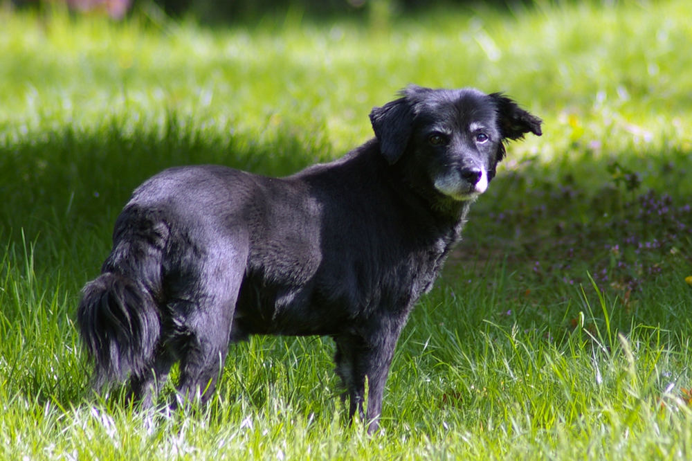 Blacky - mein Hund - 15 Jahre - einfach so